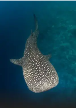 Whale Shark Ocean Dream